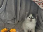 Fluffy - Domestic Kitten For Sale - 