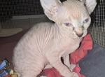 Zuri X Link - Sphynx Kitten For Sale - Longmont, CO, US