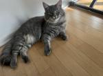 Tom - Maine Coon Kitten For Adoption - 