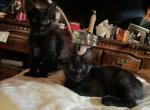 Bagheera - Domestic Kitten For Adoption - CA, US