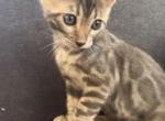 Neptune - Bengal Kitten For Sale - Rutherford, NJ, US