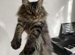 Mindy - Maine Coon Kitten For Sale - Algonquin, IL, US