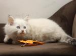 Georgette of Romanov Dynasty - Siberian Kitten For Sale - Ashburn, VA, US