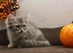 Easy of Romanov Dynasty - Siberian Kitten For Sale - Ashburn, VA, US