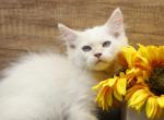 Cadell of Romanov Dynasty - Siberian Kitten For Sale - 