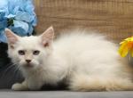 Cadell of Romanov Dynasty - Siberian Kitten For Sale - 