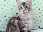 Cirilla - Maine Coon Kitten For Sale - Miami, FL, US