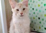 Cepheus - Maine Coon Kitten For Sale - Miami, FL, US