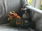 Adorable tricolored kitten - Domestic Kitten For Sale - 