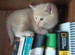 Butterscotch - Domestic Kitten For Sale - 