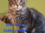 E and S - Maine Coon Kitten For Sale - Mayfield, KY, US