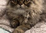 Male tabby - Persian Kitten For Sale - De Witt, IA, US