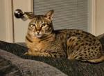 Shakaree - Savannah Cat For Sale/Retired Breeding - Lakeland, FL, US