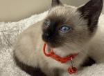 Seal Point Siamese - Siamese Kitten For Sale - 