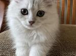 British Longhair Beauty - British Shorthair Kitten For Sale - Las Vegas, NV, US