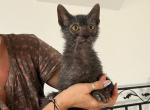 Wolverine - Lykoi Kitten For Sale