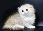 Asya - Munchkin Kitten For Sale - Norwalk, CT, US