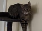 mahlo - American Shorthair Cat For Adoption - San Francisco, CA, US