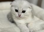 Silver Vanilla Shorthair Scottish Fold Kitten - Scottish Fold Kitten For Sale - 