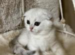 Silver Vanilla Shorthair Scottish Fold Kitten - Scottish Fold Kitten For Sale - 