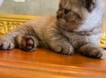 LUXURY BRITISH SHORTHAIR KITTENS GIRL - British Shorthair Kitten For Sale - CT, US