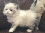 LTBF ARKANSAS PAMPERED RAGDOLLS - Ragdoll Kitten For Sale - Bryant, AR, US