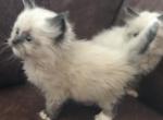 LTSM ARKANSAS PAMPERED RAGDOLLS - Ragdoll Kitten For Sale - Bryant, AR, US