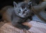 Tommy - British Shorthair Kitten For Sale - 