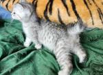 Oscar - Highlander Kitten For Sale - La Pine, OR, US