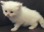 DLFM ARKANSAS PAMPERED RAGDOLLS - Ragdoll Kitten For Sale - Bryant, AR, US