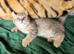 REDUCED Buttercup - Highlander Kitten For Sale - La Pine, OR, US