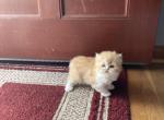 Red - Persian Kitten For Sale - Dayton, OH, US