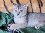 REDUCED Aspen - Highlander Kitten For Sale - 