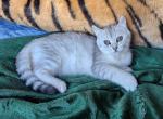 REDUCED Lilly - Highlander Kitten For Sale - 