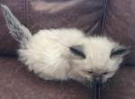 DLSM ARKANSAS PAMPERED RAGDOLLS - Ragdoll Kitten For Sale - Bryant, AR, US