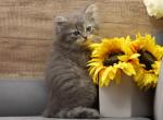 Faraday of RomanovCats - Siberian Kitten For Sale - Ashburn, VA, US