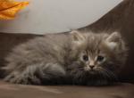 Herrera of Romanov Dynasty - Siberian Kitten For Sale - Ashburn, VA, US