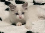 Male ragdoll kitten - Ragdoll Kitten For Sale - Westfield, MA, US