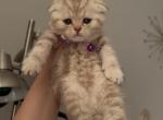 Boss1 - Scottish Fold Kitten For Sale - 