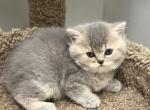 Mella - British Shorthair Kitten For Sale - Englewood, CO, US