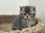 Mike - British Shorthair Kitten For Sale - Englewood, CO, US