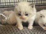 Litter of ragdoll kittens - Ragdoll Kitten For Sale - Westfield, MA, US