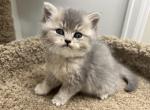 Many - British Shorthair Kitten For Sale - Englewood, CO, US