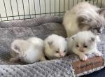 Litter of ragdoll kittens - Ragdoll Kitten For Sale - Westfield, MA, US