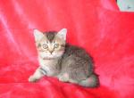 lana - British Shorthair Kitten For Sale - Miami, FL, US