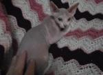 Milk - Sphynx Kitten For Sale - Lake Geneva, WI, US