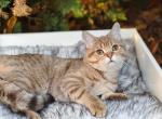 Chocolate golden spotted British shorthair   boy - British Shorthair Kitten For Sale - 