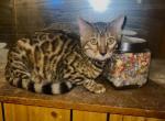 Gorgeous Full Bred Bengals - Bengal Kitten For Sale - Boston, MA, US