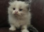 DLSF ARKANSAS PAMPERED RAGDOLLS - Ragdoll Kitten For Sale - Bryant, AR, US