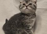 Adorable kitty - Scottish Fold Kitten For Sale - 